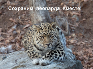 Leopardo foto G.Jusin.jpg
